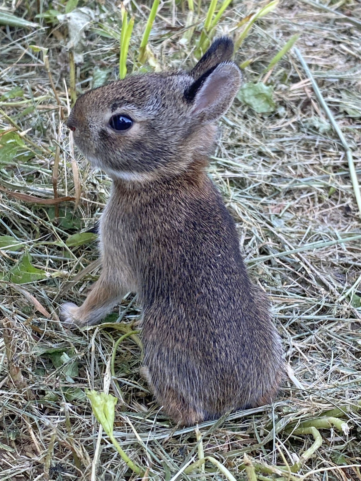 NN36 - young cottontail